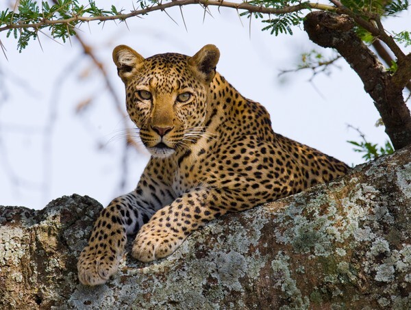 Leopard on the tree. Tanzania. Serengeti.